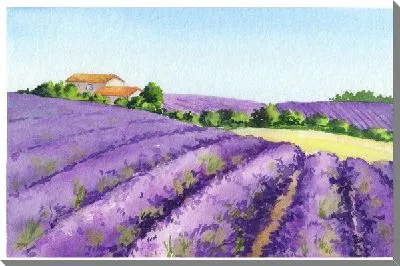 Постер Поля лаванды в провинции Прованс №7