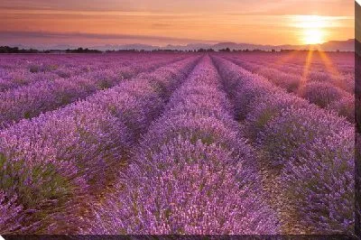 Поля лаванды в провинции Прованс на закате №3