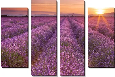 Поля лаванды в провинции Прованс на закате №3
