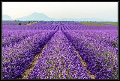Картина Поля лаванды в провинции Прованс №12