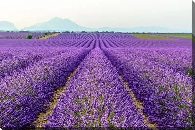 Постер Поля лаванды в провинции Прованс №12