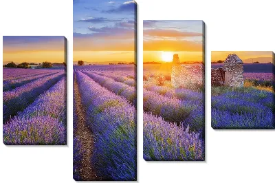 Поля лаванды в провинции Прованс на закате №4