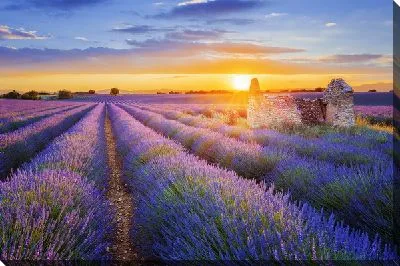 Поля лаванды в провинции Прованс на закате №4