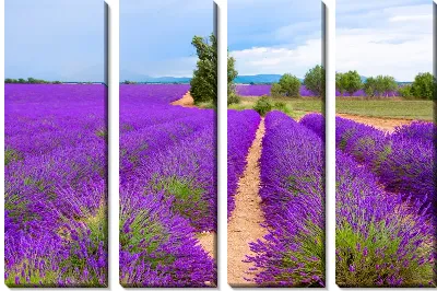 Модульная картина Поля лаванды в провинции Прованс №13