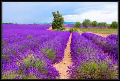 Картина Поля лаванды в провинции Прованс №13