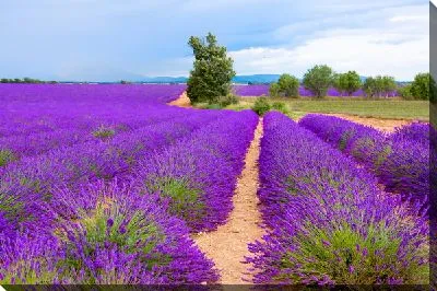 Постер Поля лаванды в провинции Прованс №13