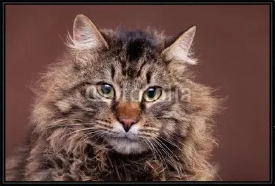 Большой мейн кун порода кошек