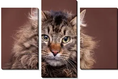 Большой мейн кун порода кошек