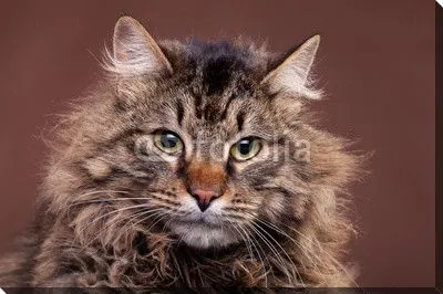 Большой мейн кун порода кошек