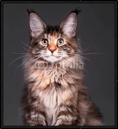 Портрет - черепаховый мейн-кун котенок