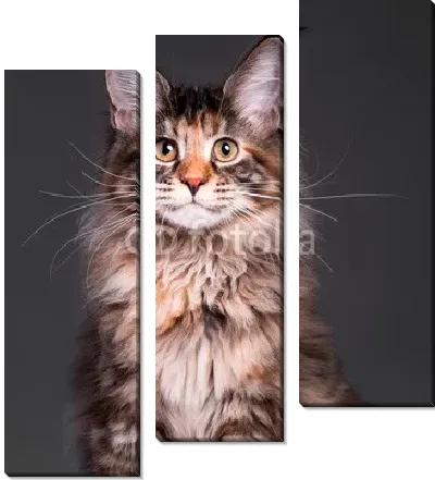 Портрет - черепаховый мейн-кун котенок