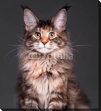 Портрет - черепаховый мейн-кун котенок