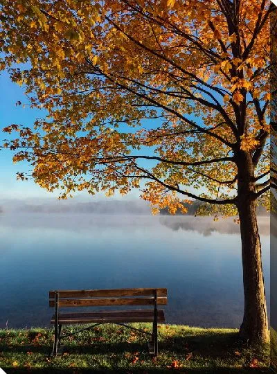 Постер Осеннее дерево и лавочка у озера