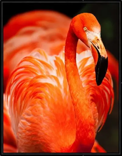 Картина Фламинго