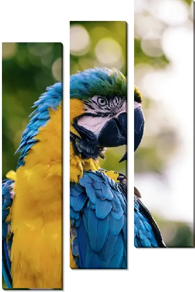 Модульная картина Попугай