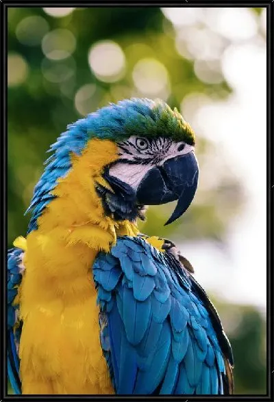 Картина Попугай