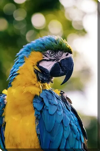 Постер Попугай
