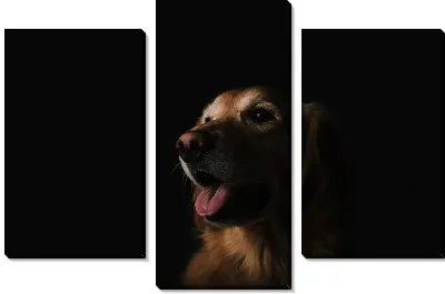 Модульная картина Портрет собаки
