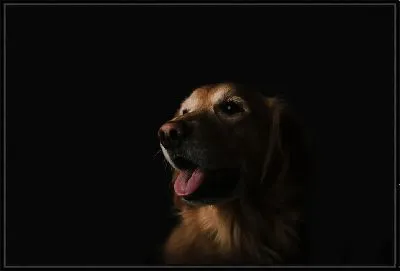 Картина Портрет собаки