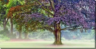 Картина маслом Дерево №8