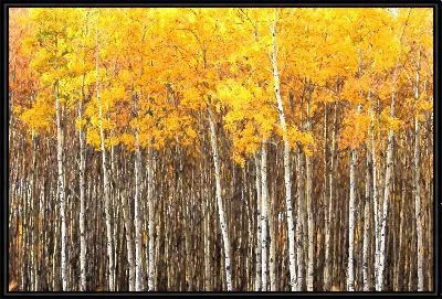 Стволы деревьев березы