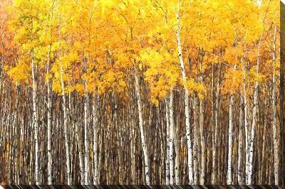 Стволы деревьев березы