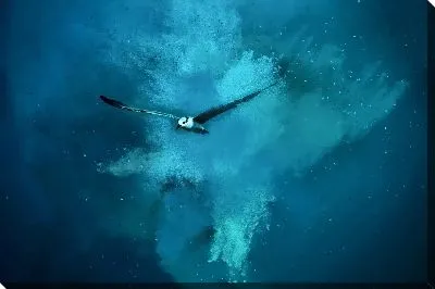 Картина маслом Полет птицы