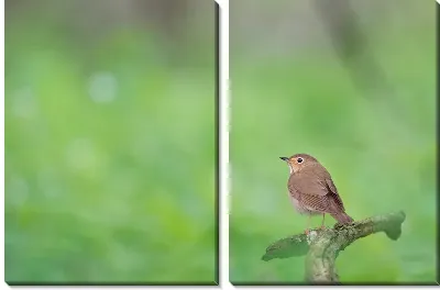 Модульная картина Маленькая птичка