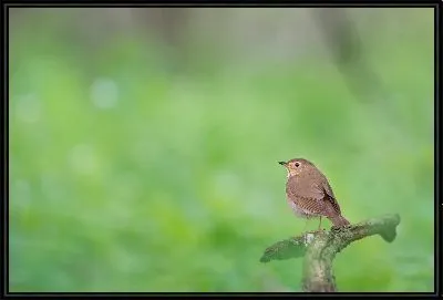 Картина Маленькая птичка