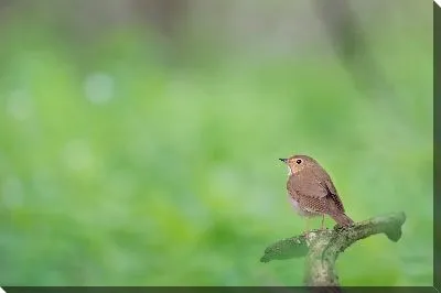 Постер Маленькая птичка