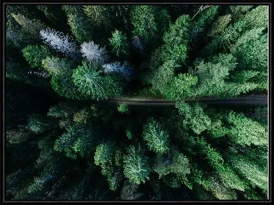 Дорога среди деревьев