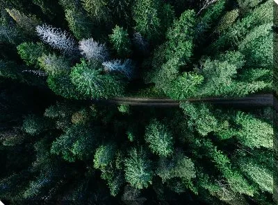 Дорога среди деревьев