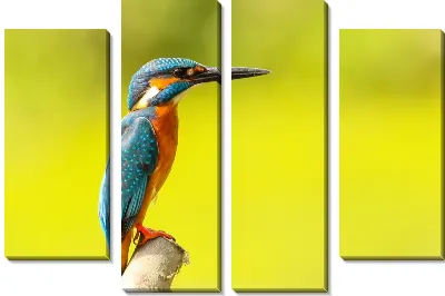 Модульная картина Зимородок