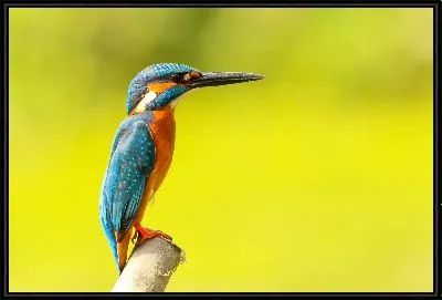 Картина Зимородок