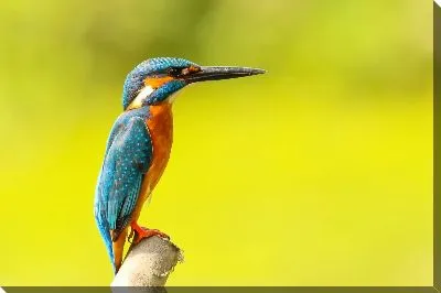 Постер Зимородок