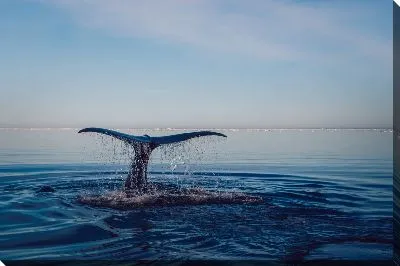 Постер Хвост из воды