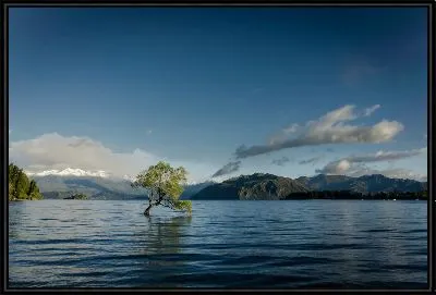 Картина Дерево в воде