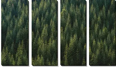 Модульная картина Елки