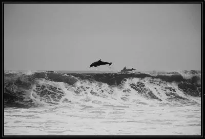Картина Дельфины в воде