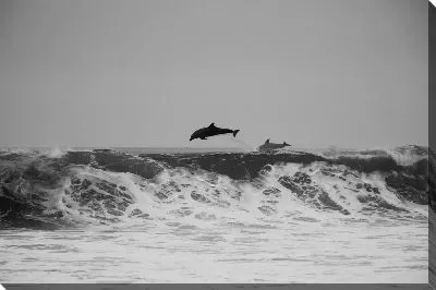 Дельфины в воде