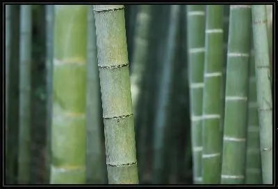 Картина Бамбук №4