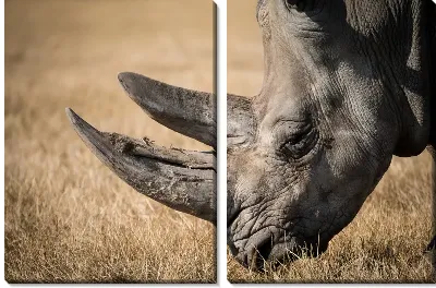 Модульная картина Носорог №3