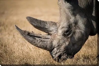 Постер Носорог №3