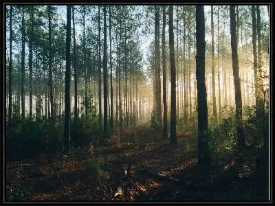 Картина Светлый лес