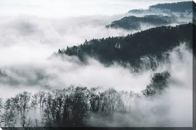 Туман над лесом №2