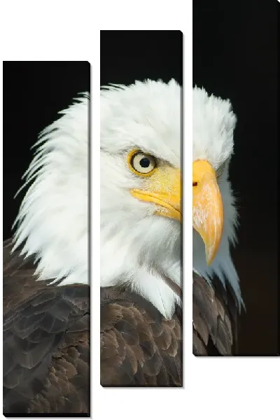 Модульная картина Орел №2