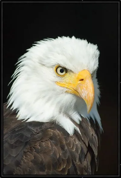 Картина Орел №2