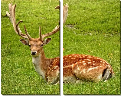 Модульная картина Олень №2