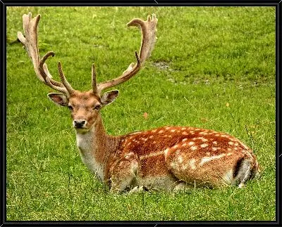 Картина Олень №2