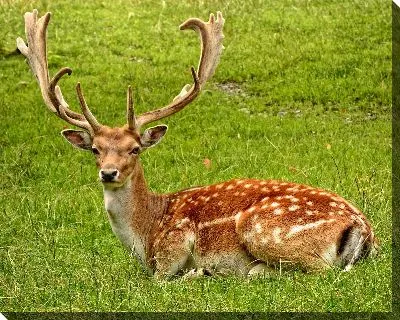 Постер Олень №2